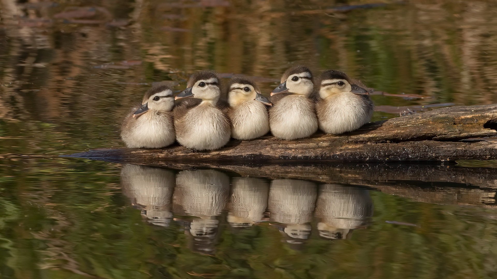 开云体育在线-欧冠抢七生死战，马赛3-0完胜马德里竞技，法甲雄狮昂首晋级四强
