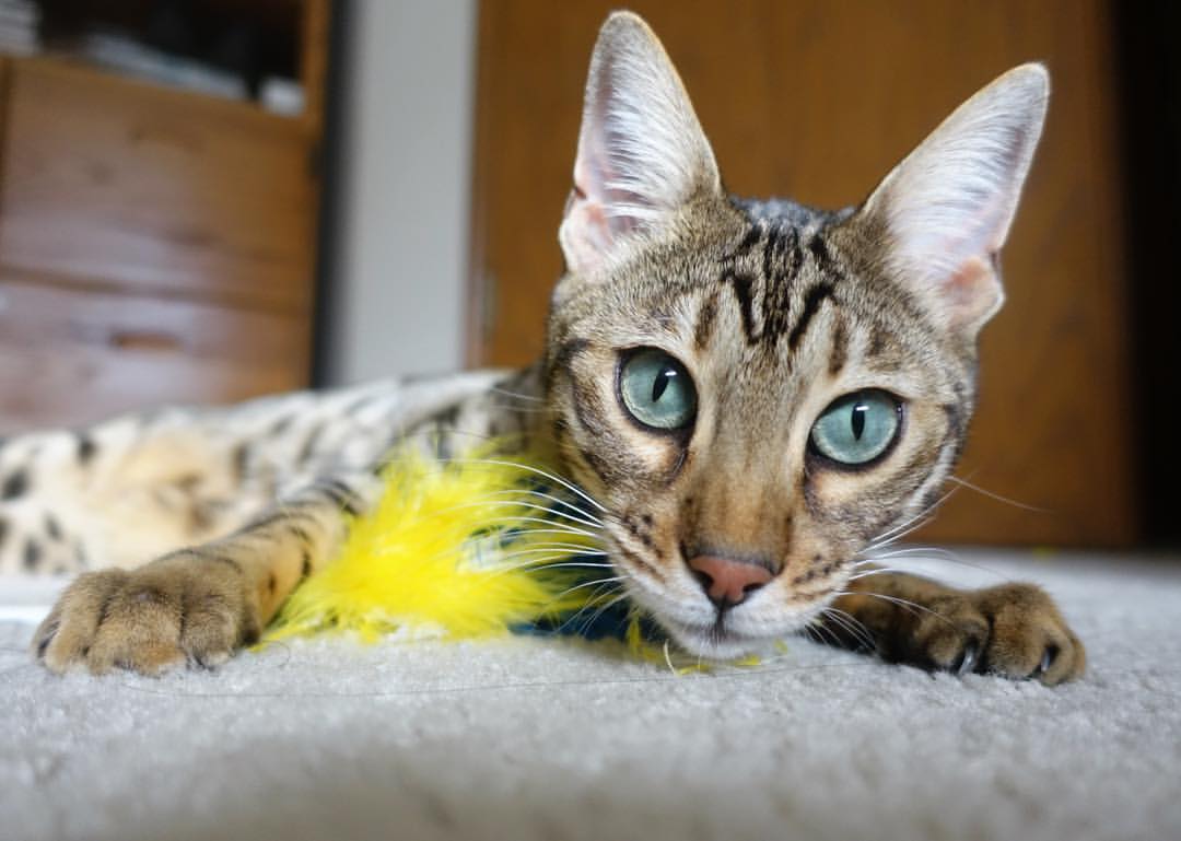 爆冷之夜！武切维奇狂砍31+14，广东加时力克美国国王队