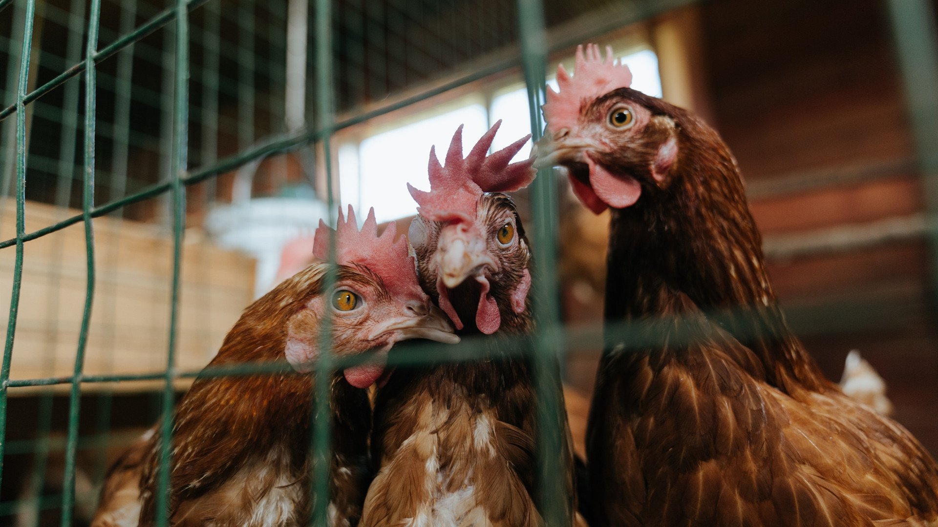 开云体育-稳定绞杀，卡拉斯科的致命续航与佛罗伦萨的防守铁幕