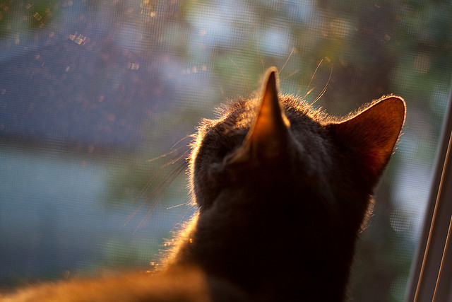 开云体育app-冷门与王者，当厄瓜多尔掀翻英格兰，映照NBA季后赛的无常与坚守