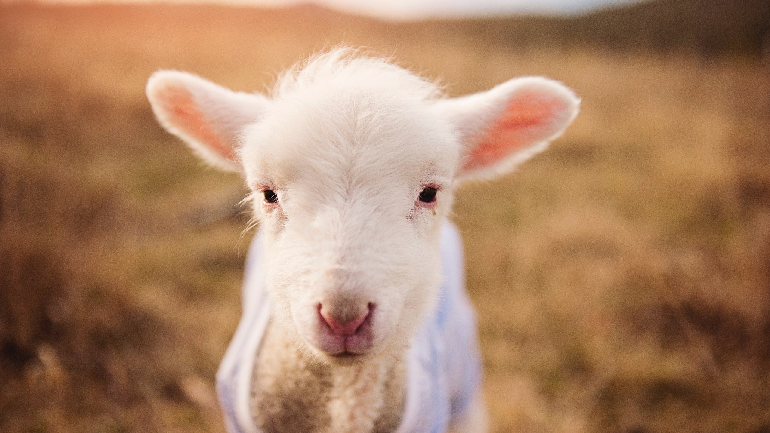 开云体育平台APP-红色狂飙，英超争冠烽火连天，威尔士风暴席卷药厂