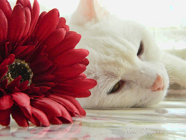 利拉德风暴席卷麦迪逊，当进攻艺术令防守化为虚无