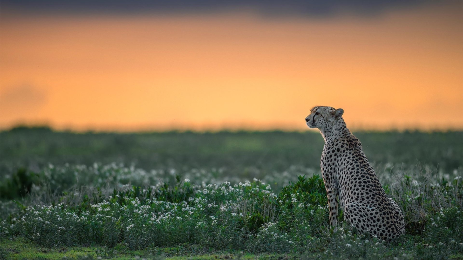 开云平台-奥运周期关键战,猛龙压哨绝杀森林狼,焦点之战点燃篮球激情