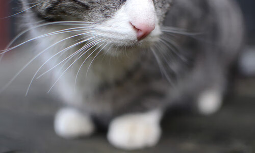 开云体育-东瀛风暴侵袭红龙,斯通斯绝杀定乾坤