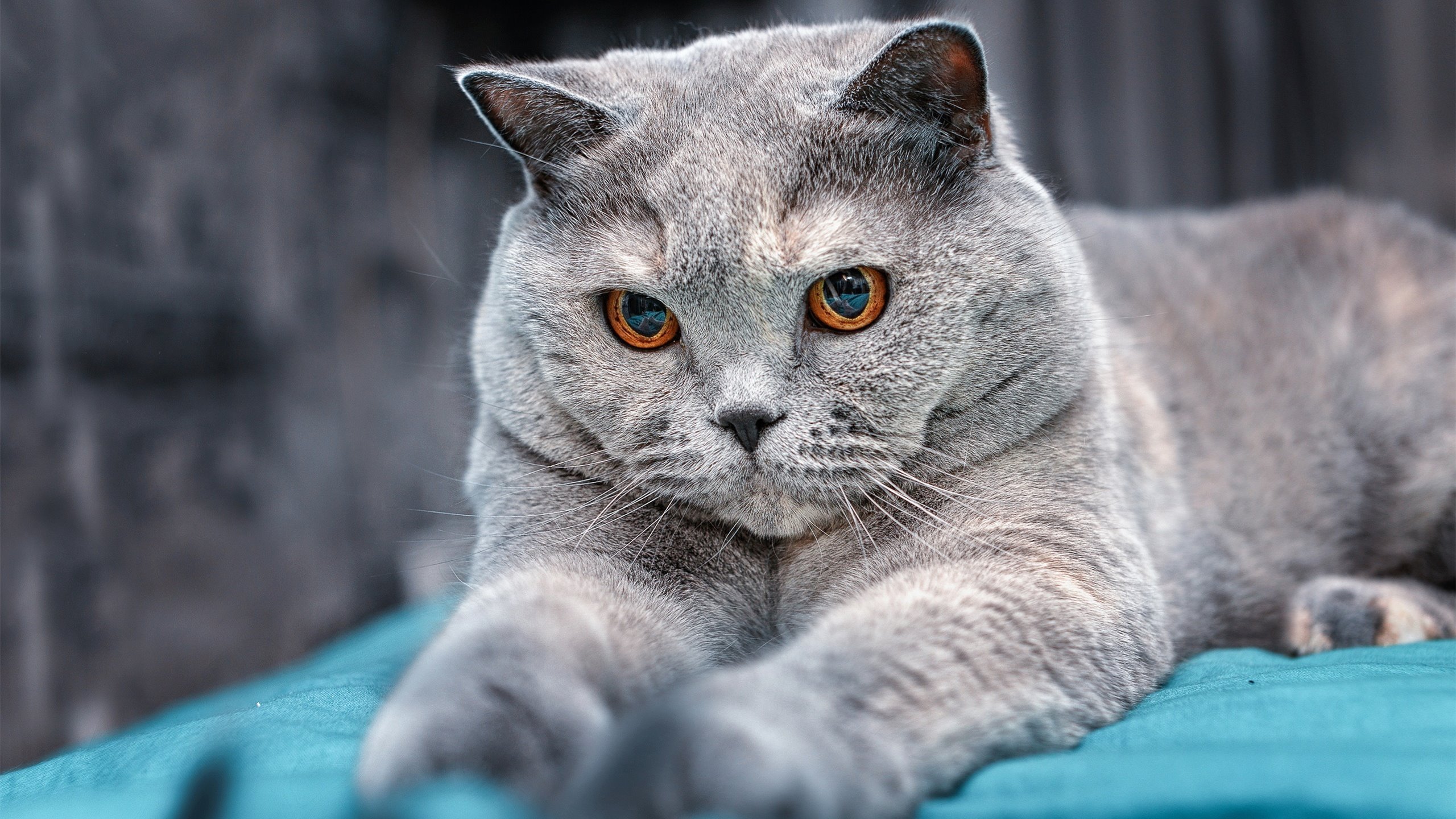 若日尼奥一剑封喉,当葡萄牙的桑巴舞步踏碎蓝鹰的罗马天空