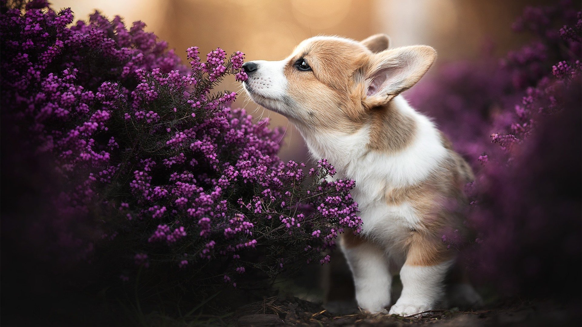 英雄与团队，阿拉巴的欧冠之夜与亚特兰大的传奇时刻